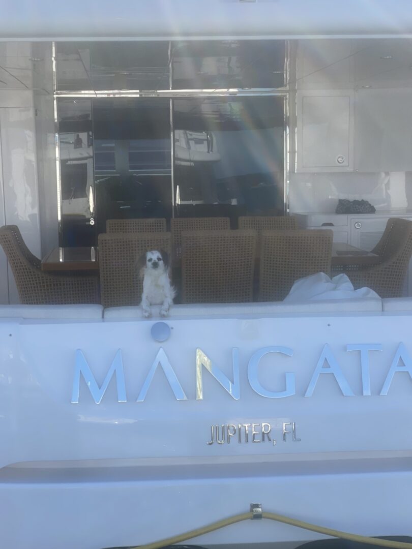 a dog on the Horizon Power Catamarans yacht