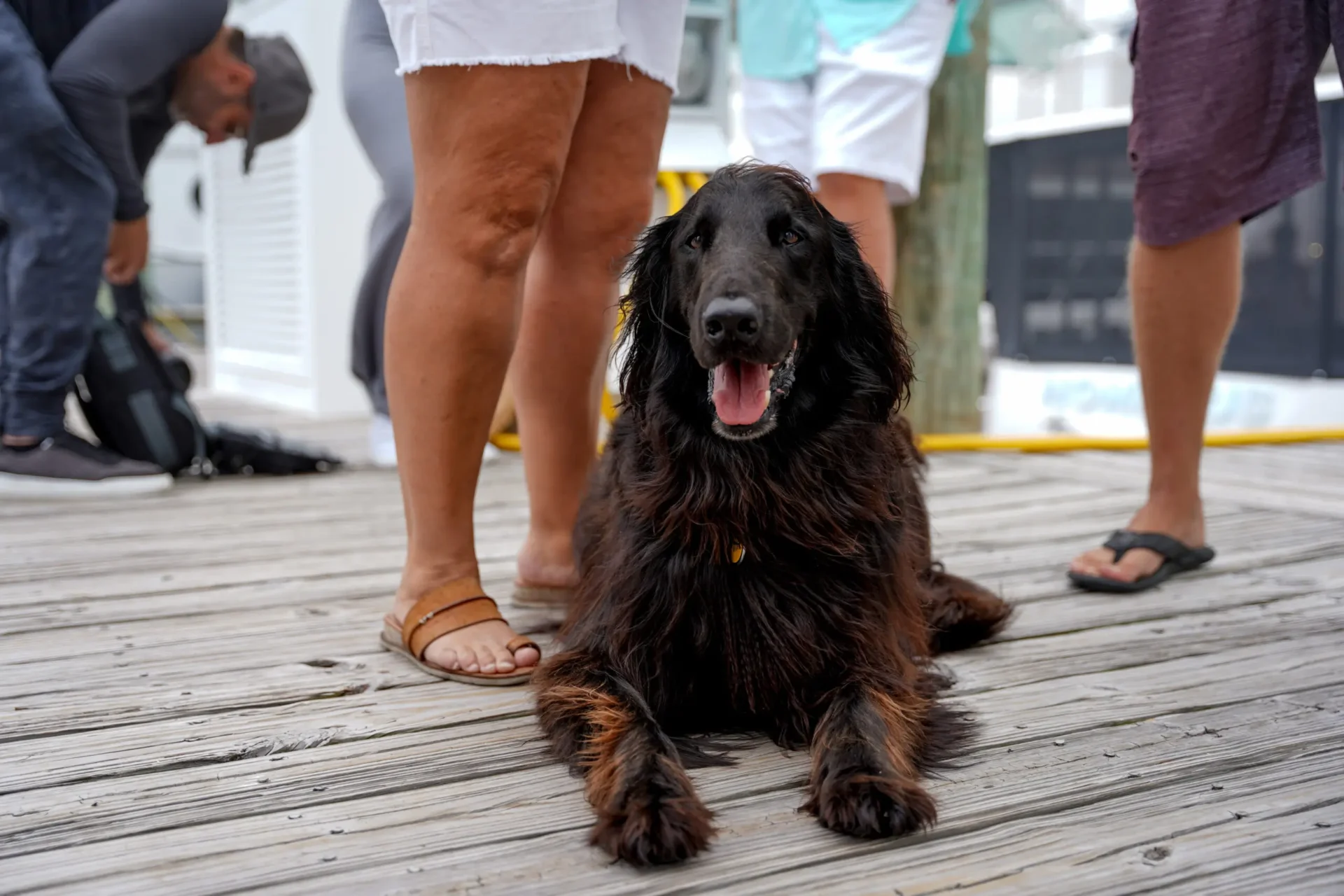 A black dog of the rendezvous sitting on a wooden deck surrounded by people's legs.