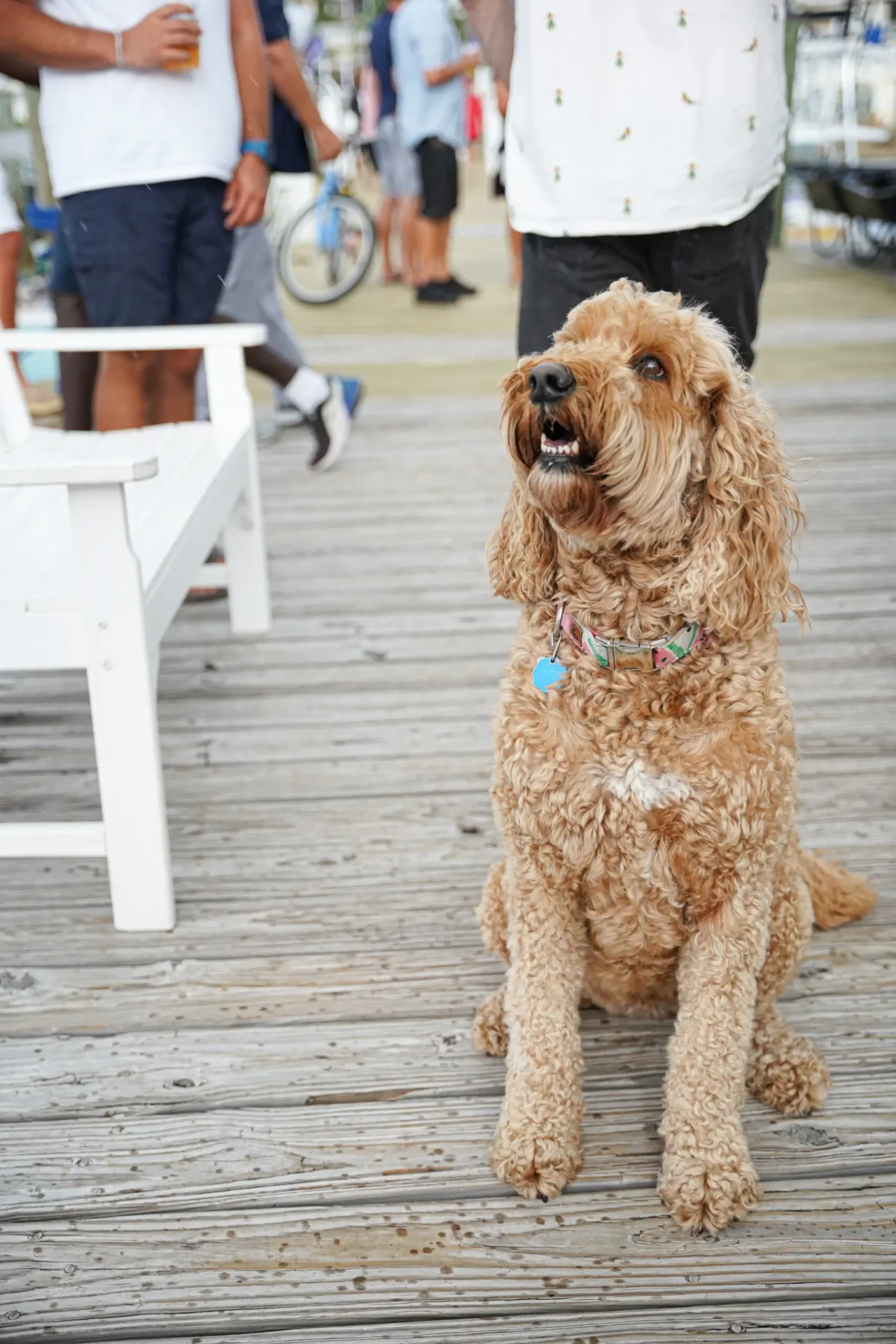 A brown dog of the rendezvous sitting on a wooden boardwalk with people in the background.